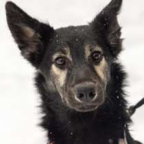 Ищем хозяина для Гросса, в Москве