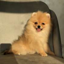 Щенок шпица, в г.Амстердам