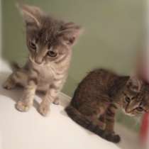 Прошу взять 2-их кошек!, в г.Сватово