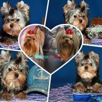 Щенок Йорк, мелкий стандарт, в Москве