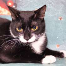 Скромный котик с одиноким сердцем мечтает о доме, в Москве