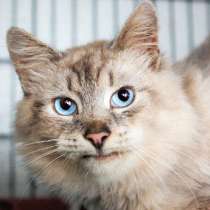 Котик бесплатно в добрые руки!, в Москве