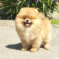 Померанский шпиц. Orange, в г.Зоннеберг