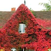 Саженцы девичьего винограда, в Омске