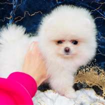 Мини форматная девочка породы померанксий шпиц, в г.Париж