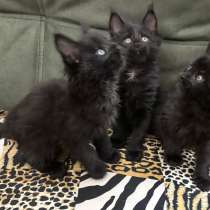 Продажа котят породы Мейн Кун, в Асбесте
