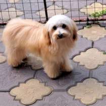 Maltipoo. Mini boy, в г.Берлин