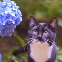 Обаятельный котенок Кузьма в добрые руки!, в Москве