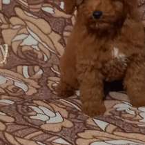 Poodle. Red, в г.Мариенберг