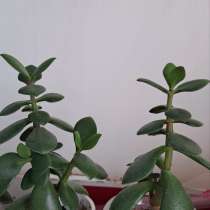 Крассула, толстянка, денежное дерево, в г.Луганск