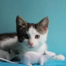 Маленький нежный котёнок, в Санкт-Петербурге