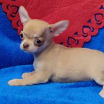 Чихуахуа. Fawn girl, в г.Бремен