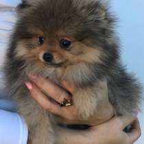 Померанский шпиц, в г.Гамбург