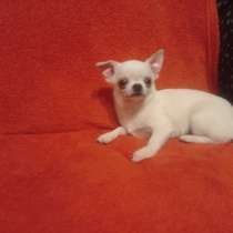 Чихуахуа. Мини. Тип " кобби ", в г.Neubrunn