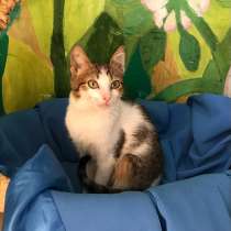 Котенок Мурзик, в Краснодаре