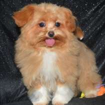 Мальтипу F - 1. Caramel mini boy, в г.Берлин