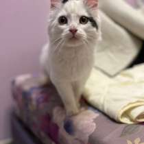 Качественные котята в добрые руки!, в Санкт-Петербурге