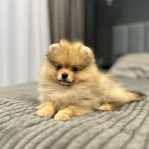 Померанский шпиц, в г.Франкфурт-на-Майне