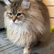 Прекрасная пушистая котофеишна ищет дом, в Санкт-Петербурге