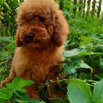 Мальчики той-пуделя, в г.Берлин