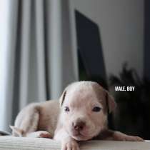 American bully, в г.Дубай