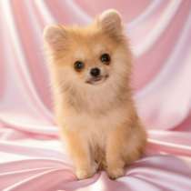 Микро форматный мальчик помчи, в г.Прага