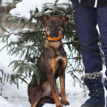 Собачка совсем небольшого размера, в Санкт-Петербурге