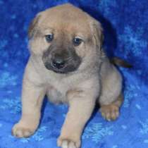 Ральфик в добрый дом, в Москве