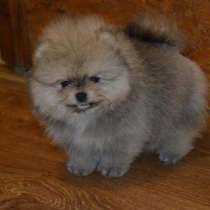 Продажа щенков, в г.Тель-Авив