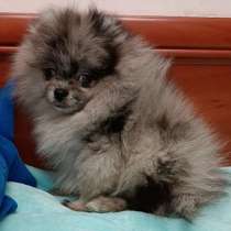 Померанский шпиц. Merle, в г.Берлин