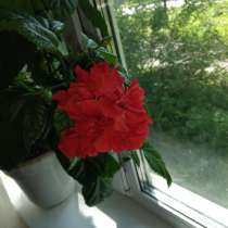 Отростки розы комнатной декоративной -- гибискус, кит. розан, в Тамбове