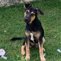 Щенок, который станет частью вашего сердца, в Санкт-Петербурге