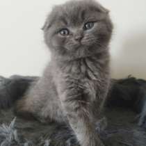 Шотландские чудесные котята, в г.Ришон-ле-Цион