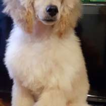 Пудель, в г.Aasbuttel