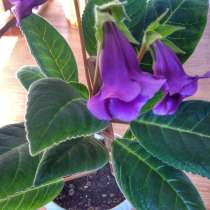 Цветок глоксиния - комнатная красота, в Красноярске