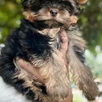 Йоркширский терьер, в г.Engelsberg