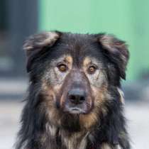 Дюшес - самый добрый в мире пёс ищет дом!, в Москве