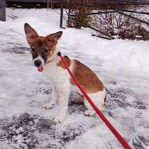 Маленькая и ласковая собачка, диванный вариант, в Санкт-Петербурге