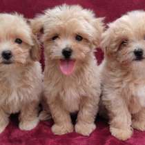 Мальтипу. Мини, в г.Берлин