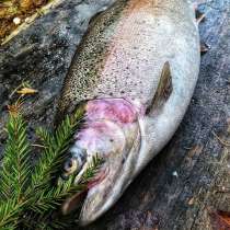 Свежая форель радужная из Карелии. Охлаждённая, в Москве