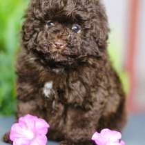 Пудель. Chocolate bear, в г.Battenberg