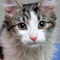 Котик Куняш, в Москве