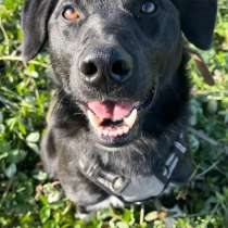 Высокоразвитый молодой пёс, в Санкт-Петербурге