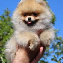 Померанский шпиц, в г.Вайнсберг