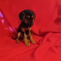 Малюсенький смешной щенок, в Санкт-Петербурге