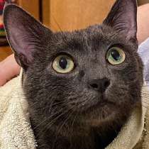 Котик метис ищет дом, в Москве