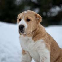 Среднеазиатская овчарка, в Москве