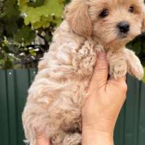 Мальтипу F - 1, в г.Ратцебург