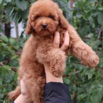 Пудель. Red, в г.Alveslohe