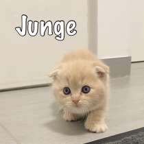 BKH-Kätzchen, в г.Hankensbuttel